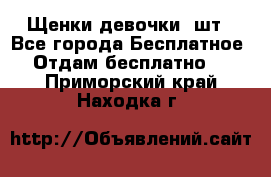 Щенки девочки 4шт - Все города Бесплатное » Отдам бесплатно   . Приморский край,Находка г.